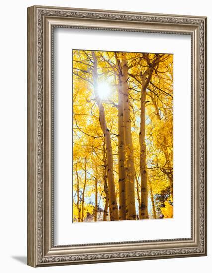 Autumn Sun and Trees, Bishop Creek Canyon California-Vincent James-Framed Photographic Print