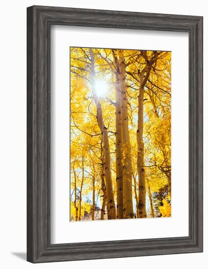 Autumn Sun and Trees, Bishop Creek Canyon California-Vincent James-Framed Photographic Print