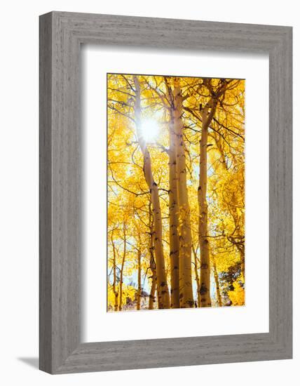 Autumn Sun and Trees, Bishop Creek Canyon California-Vincent James-Framed Photographic Print