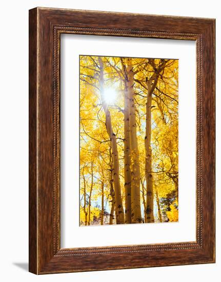 Autumn Sun and Trees, Bishop Creek Canyon California-Vincent James-Framed Photographic Print