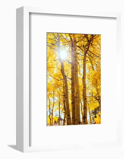 Autumn Sun and Trees, Bishop Creek Canyon California-Vincent James-Framed Photographic Print