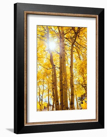 Autumn Sun and Trees, Bishop Creek Canyon California-Vincent James-Framed Photographic Print