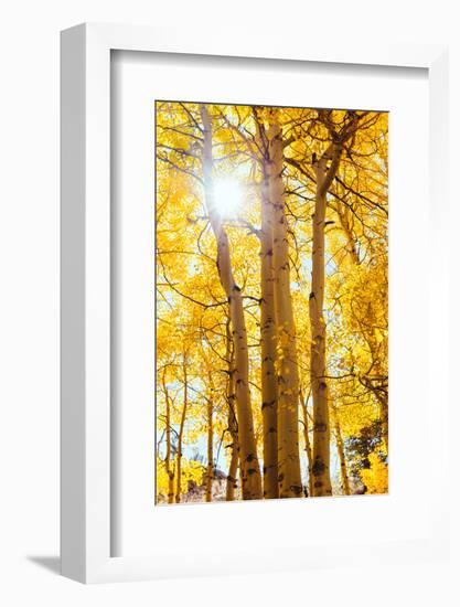 Autumn Sun and Trees, Bishop Creek Canyon California-Vincent James-Framed Photographic Print