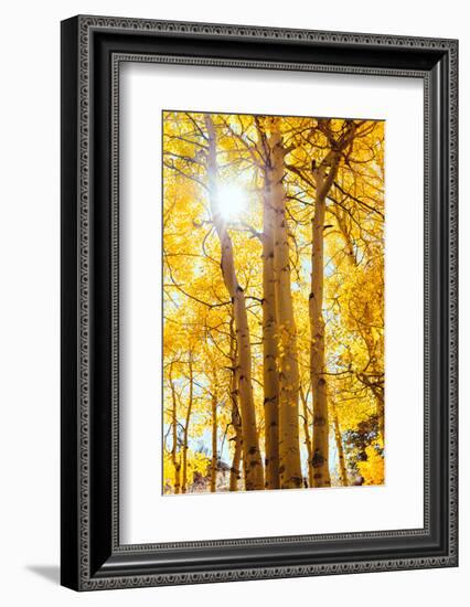 Autumn Sun and Trees, Bishop Creek Canyon California-Vincent James-Framed Photographic Print