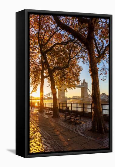 Autumn sunrise in grounds of the Tower of London, with Tower Bridge, London-Ed Hasler-Framed Premier Image Canvas