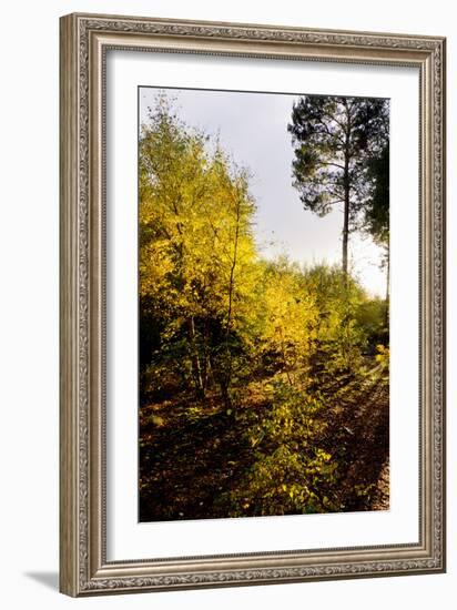 Autumn Surrey-Charles Bowman-Framed Photographic Print