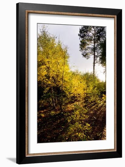 Autumn Surrey-Charles Bowman-Framed Photographic Print