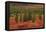 Autumn, Taiga, Denali National Park, Alaska, USA-Michel Hersen-Framed Premier Image Canvas