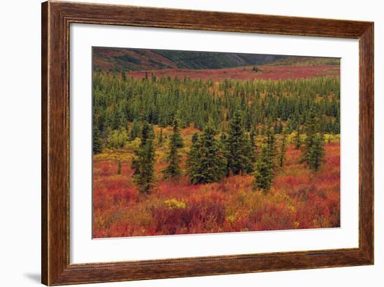 Autumn, Taiga, Denali National Park, Alaska, USA-Michel Hersen-Framed Photographic Print