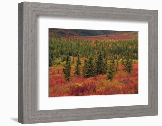 Autumn, Taiga, Denali National Park, Alaska, USA-Michel Hersen-Framed Photographic Print