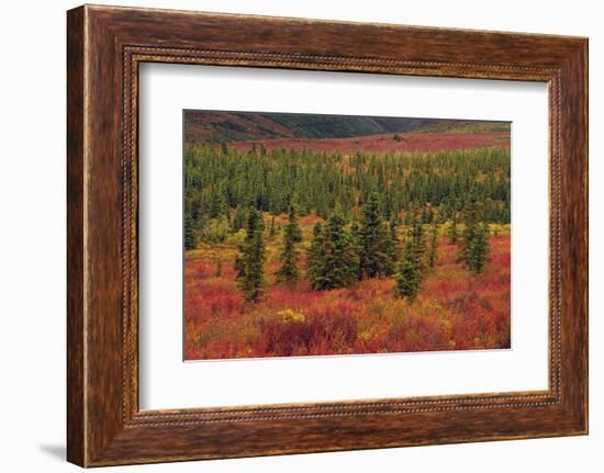 Autumn, Taiga, Denali National Park, Alaska, USA-Michel Hersen-Framed Photographic Print