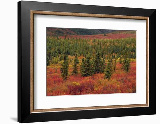 Autumn, Taiga, Denali National Park, Alaska, USA-Michel Hersen-Framed Photographic Print