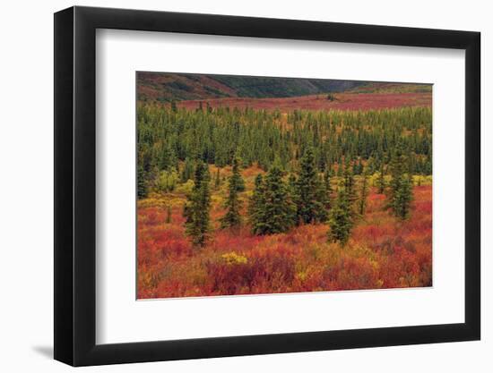 Autumn, Taiga, Denali National Park, Alaska, USA-Michel Hersen-Framed Photographic Print