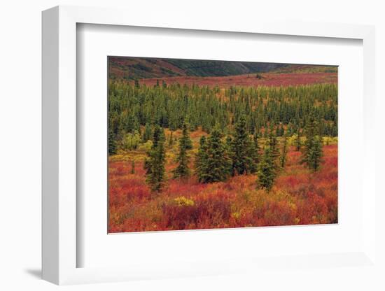 Autumn, Taiga, Denali National Park, Alaska, USA-Michel Hersen-Framed Photographic Print