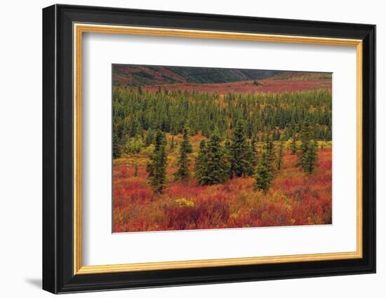 Autumn, Taiga, Denali National Park, Alaska, USA-Michel Hersen-Framed Photographic Print