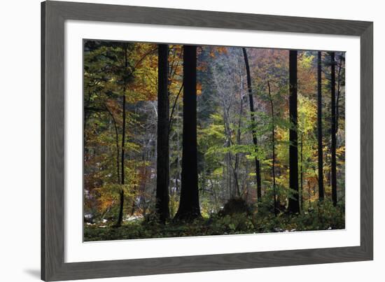 Autumn Thicket-Wild Wonders of Europe-Framed Giclee Print