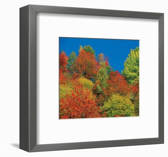 Autumn Tops-null-Framed Art Print