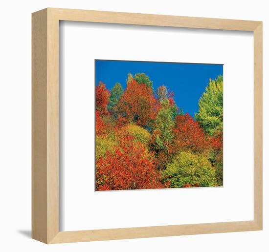 Autumn Tops-null-Framed Art Print