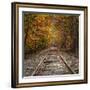Autumn Tracks (Square), New Hampshire-Vincent James-Framed Photographic Print
