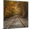 Autumn Tracks (Square), New Hampshire-Vincent James-Mounted Photographic Print