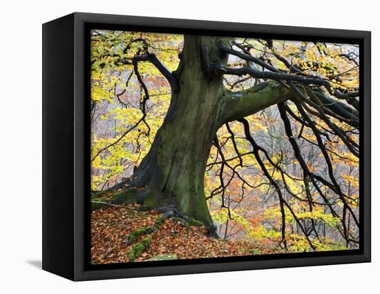 Autumn Tree, Bolton Abbey, Yorkshire, England, United Kingdom, Europe-Mark Sunderland-Framed Premier Image Canvas