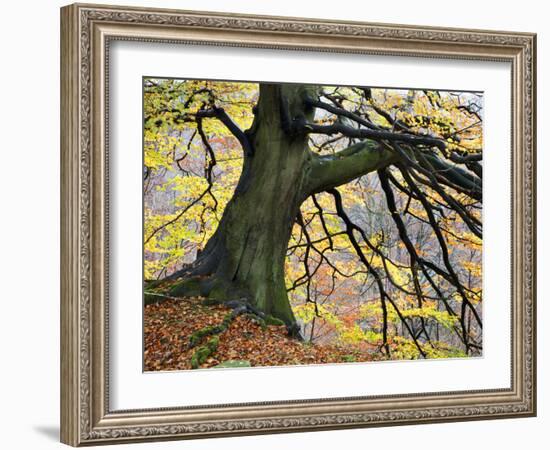 Autumn Tree, Bolton Abbey, Yorkshire, England, United Kingdom, Europe-Mark Sunderland-Framed Photographic Print