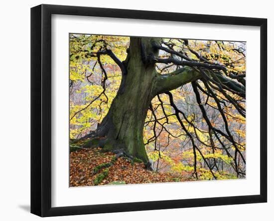 Autumn Tree, Bolton Abbey, Yorkshire, England, United Kingdom, Europe-Mark Sunderland-Framed Photographic Print