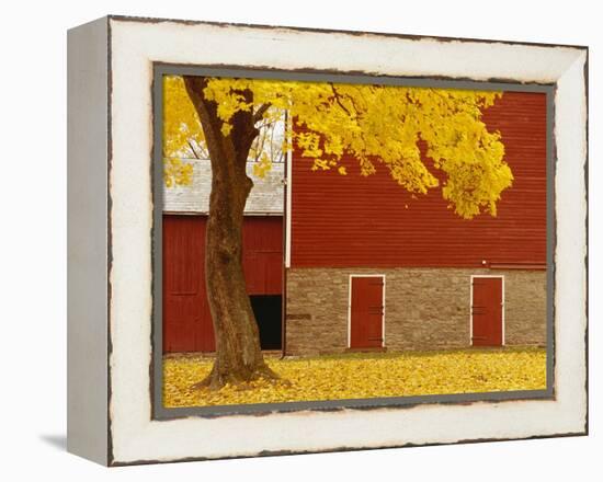 Autumn Tree by Red Barn-Bob Krist-Framed Premier Image Canvas