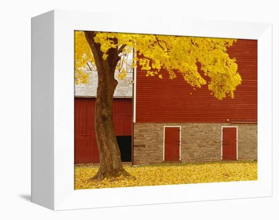 Autumn Tree by Red Barn-Bob Krist-Framed Premier Image Canvas