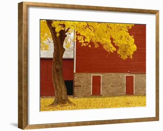 Autumn Tree by Red Barn-Bob Krist-Framed Premium Photographic Print