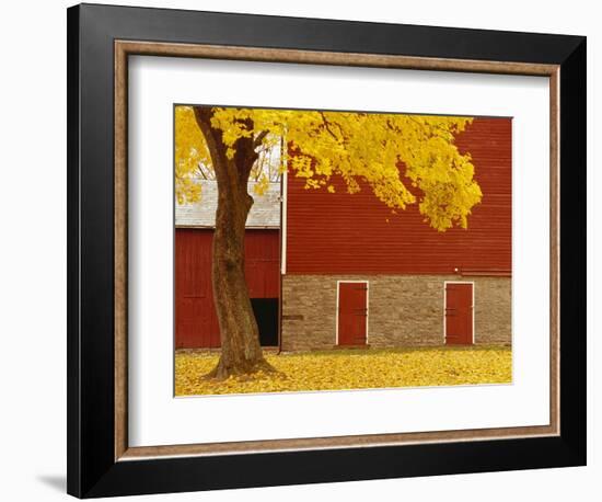 Autumn Tree by Red Barn-Bob Krist-Framed Photographic Print