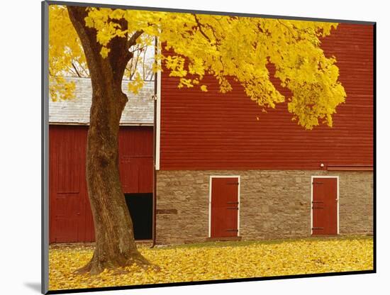 Autumn Tree by Red Barn-Bob Krist-Mounted Photographic Print