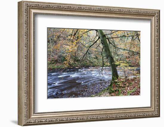 Autumn Tree by the River Nidd in Nidd Gorge Woods-Mark Sunderland-Framed Photographic Print