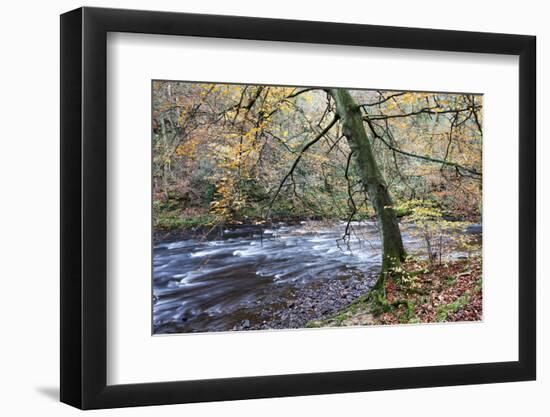 Autumn Tree by the River Nidd in Nidd Gorge Woods-Mark Sunderland-Framed Photographic Print