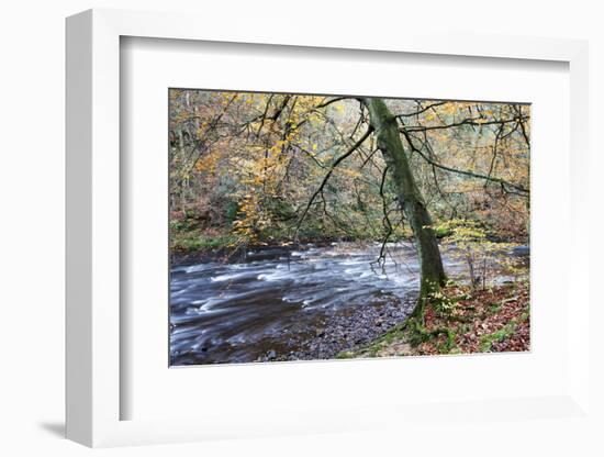 Autumn Tree by the River Nidd in Nidd Gorge Woods-Mark Sunderland-Framed Photographic Print