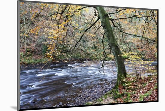Autumn Tree by the River Nidd in Nidd Gorge Woods-Mark Sunderland-Mounted Photographic Print
