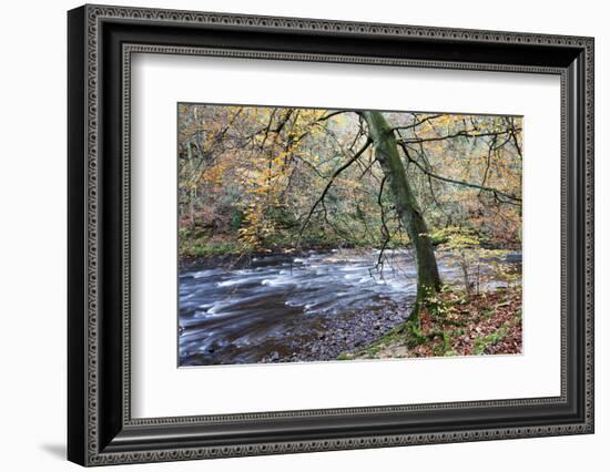 Autumn Tree by the River Nidd in Nidd Gorge Woods-Mark Sunderland-Framed Photographic Print