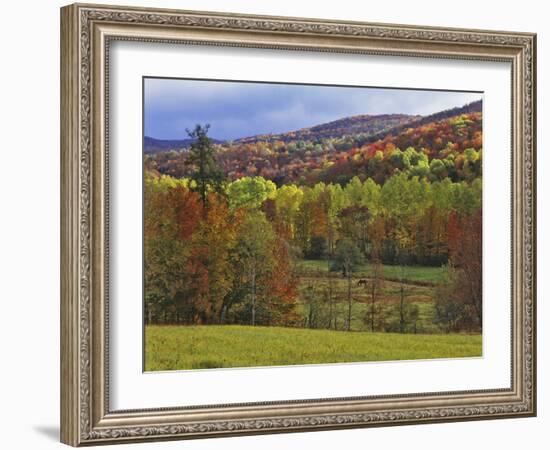 Autumn Tree Colors and Lone Horse in the Green Mountains, Vermont, USA-Dennis Flaherty-Framed Photographic Print