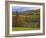 Autumn Tree Colors and Lone Horse in the Green Mountains, Vermont, USA-Dennis Flaherty-Framed Photographic Print