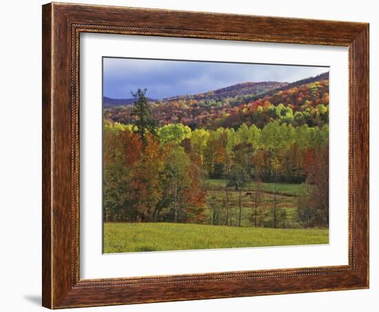 Autumn Tree Colors and Lone Horse in the Green Mountains, Vermont, USA-Dennis Flaherty-Framed Photographic Print