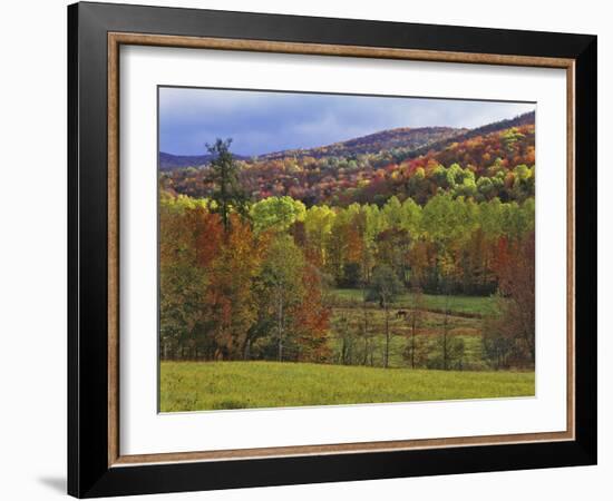 Autumn Tree Colors and Lone Horse in the Green Mountains, Vermont, USA-Dennis Flaherty-Framed Photographic Print