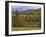 Autumn Tree Colors and Lone Horse in the Green Mountains, Vermont, USA-Dennis Flaherty-Framed Photographic Print