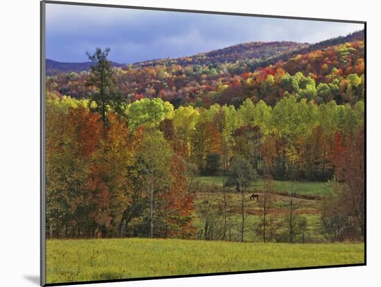 Autumn Tree Colors and Lone Horse in the Green Mountains, Vermont, USA-Dennis Flaherty-Mounted Photographic Print