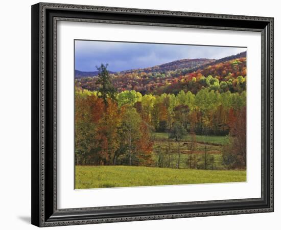 Autumn Tree Colors and Lone Horse in the Green Mountains, Vermont, USA-Dennis Flaherty-Framed Photographic Print