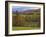 Autumn Tree Colors and Lone Horse in the Green Mountains, Vermont, USA-Dennis Flaherty-Framed Photographic Print