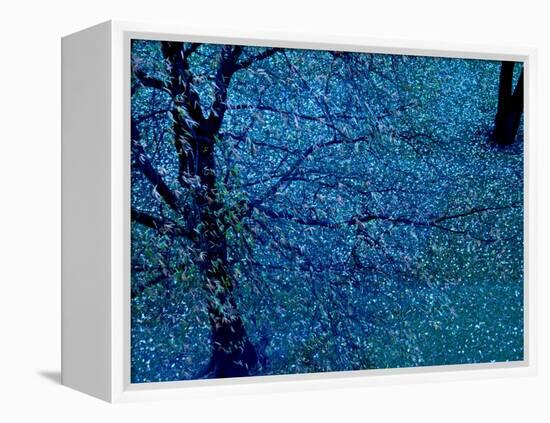 Autumn Tree in Blue, Green, and Purple-Robert Cattan-Framed Premier Image Canvas