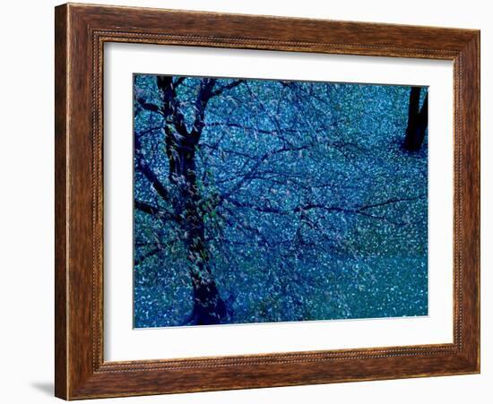 Autumn Tree in Blue, Green, and Purple-Robert Cattan-Framed Photographic Print