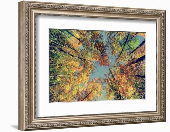 Autumn Tree Leaves - Instagram-SHS Photography-Framed Photographic Print