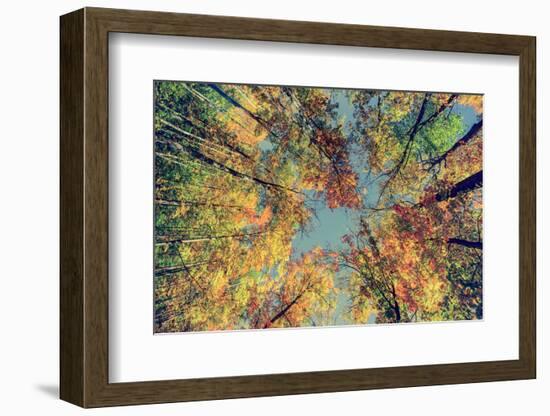 Autumn Tree Leaves - Instagram-SHS Photography-Framed Photographic Print