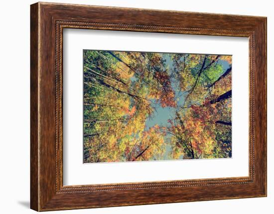 Autumn Tree Leaves - Instagram-SHS Photography-Framed Photographic Print